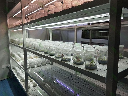 安阳植物组织培养实验室设计建设方案